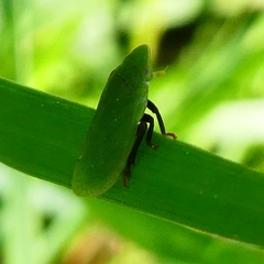 Tettigometra