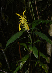 Aphelandra chamissoniana