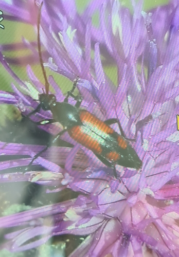 Stenurella bifasciata