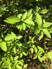 Cornus sericea sericea