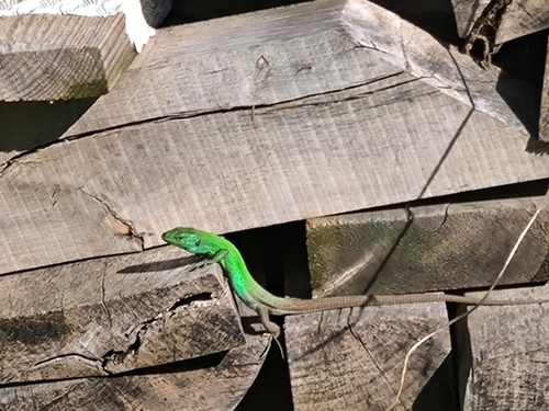 Caspian Green Lizard