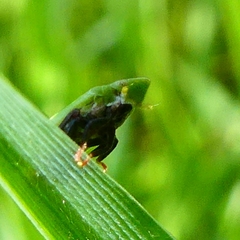 Tettigometra