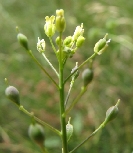 littlepod false flax