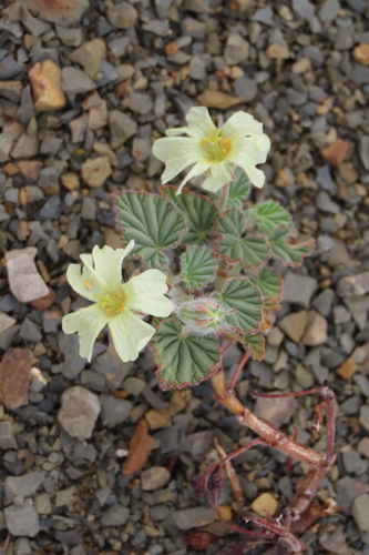 Monsonia parvifolia