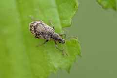 Polydrusus tereticollis