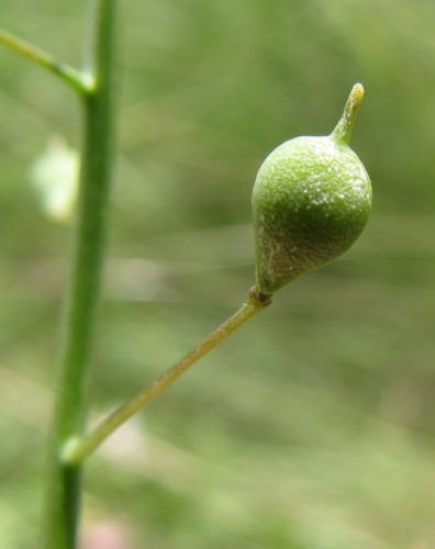 littlepod false flax