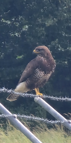 Common Buzzard