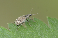 Polydrusus tereticollis
