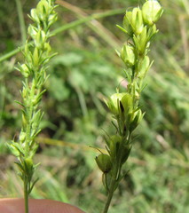 Veronica austriaca jacquinii