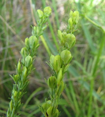 Veronica austriaca jacquinii