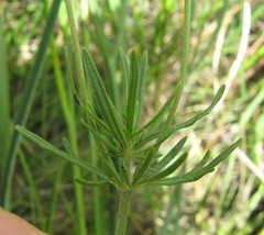 Veronica austriaca jacquinii