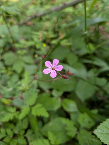 Herb Robert