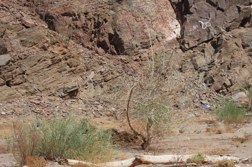 Faidherbia albida, photograph 6