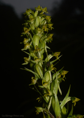 Habenaria parviflora