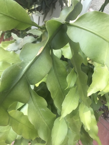 Epiphyllum oxypetalum