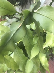 Epiphyllum oxypetalum