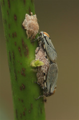 Aetalion reticulatum