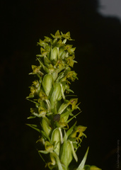 Habenaria parviflora