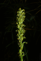 Habenaria parviflora
