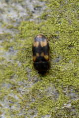 Litargus connexus