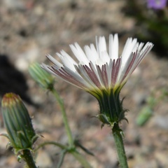 Calycoseris wrightii