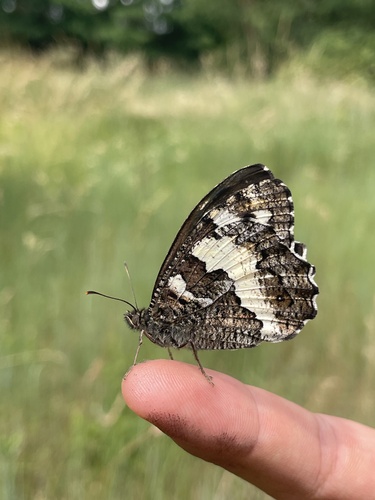 Great Banded Grayling