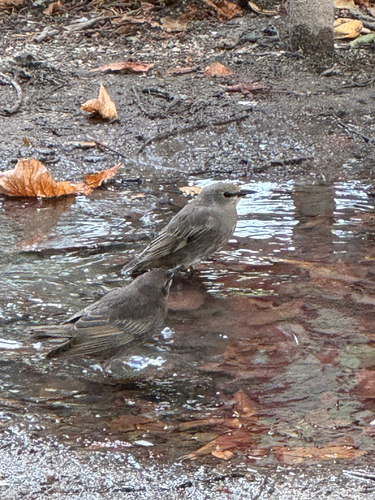 European Starling