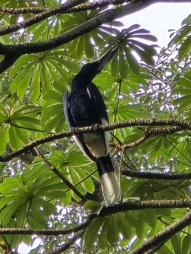 Black-and-white-casqued Hornbill (Bycanistes subcylindricus), photo 10