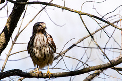 Buteo lineatus