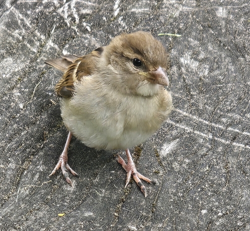 House Sparrow