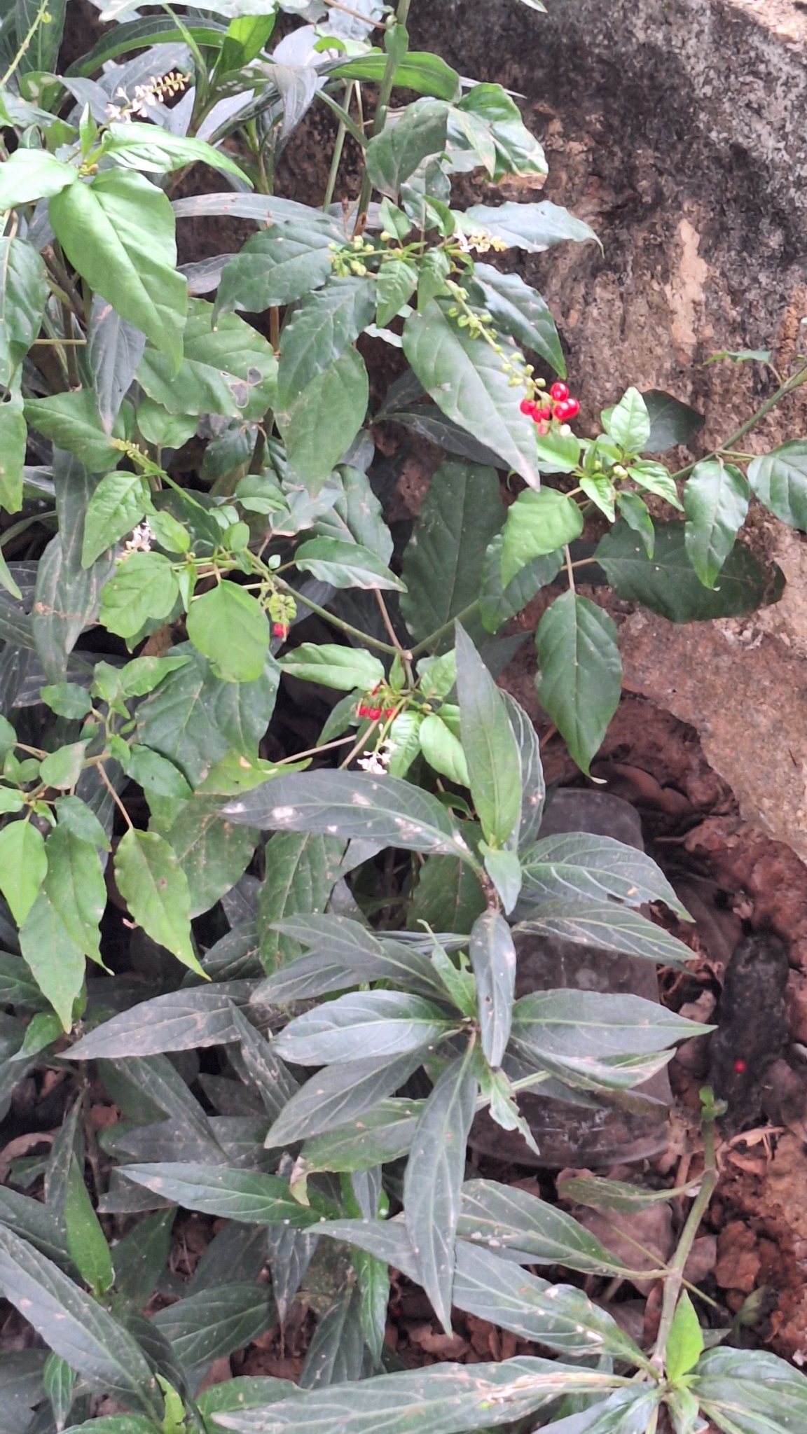 Rivina humilis