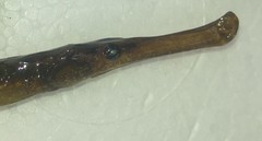 Syngnathus typhle