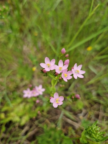 Common centaury