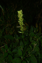 Habenaria parviflora