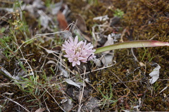 Allium cratericola