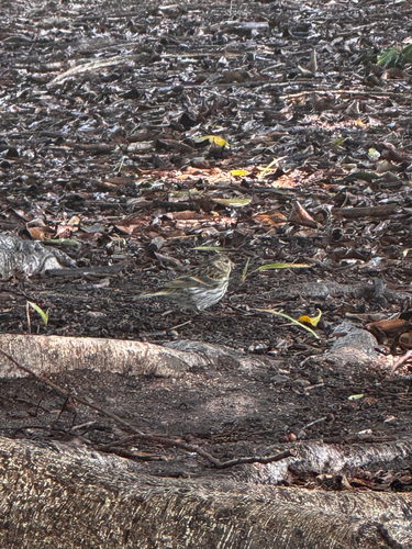 European Serin