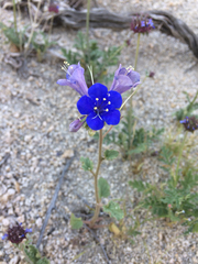 Phacelia campanularia vasiformis