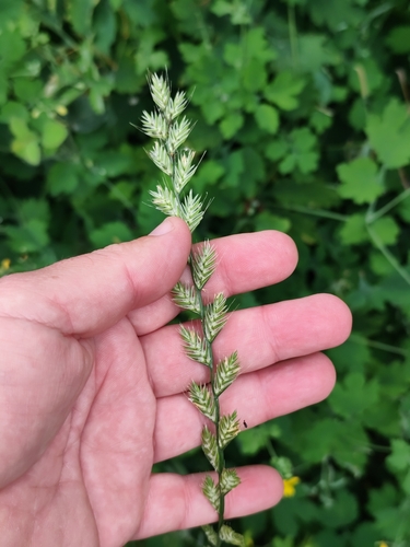 Italian Ryegrass