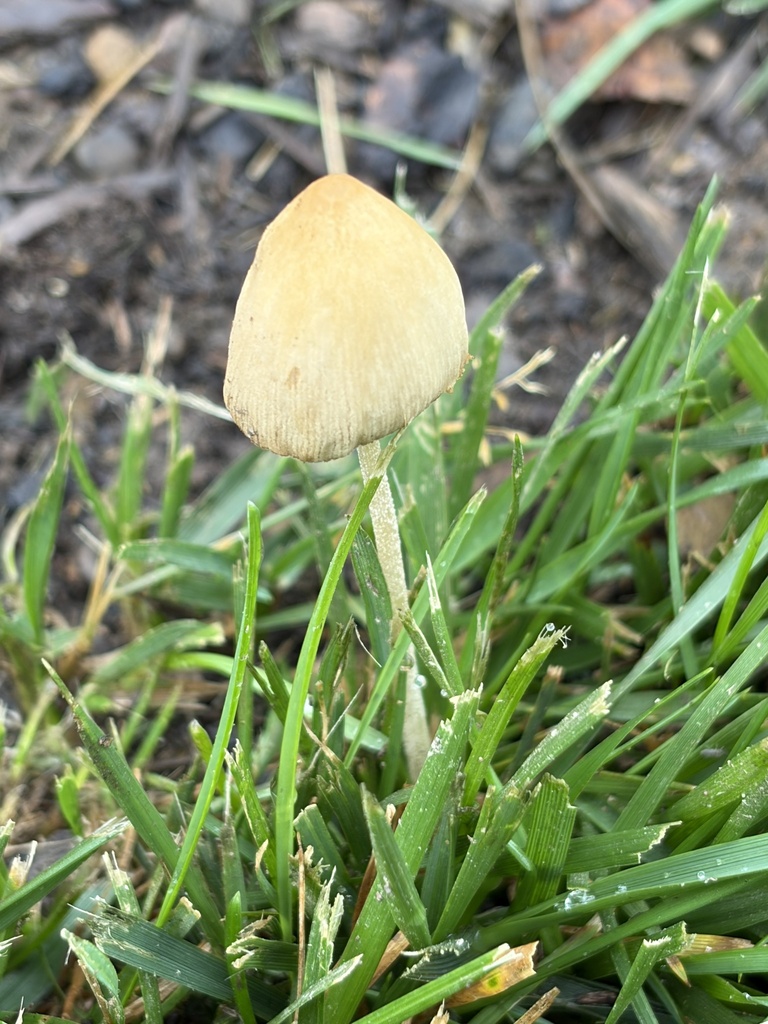 milky conecap · June 2026 · photo: Photo: (c) Julie Travaglini, some rights reserved (CC BY) · iNaturalist