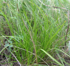 Carex humilis