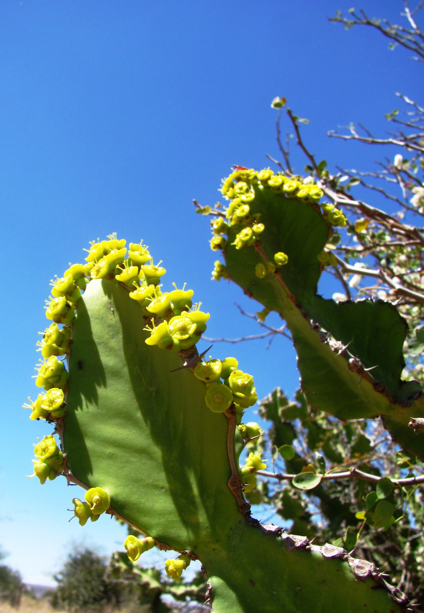 Euphorbia magnicapsula