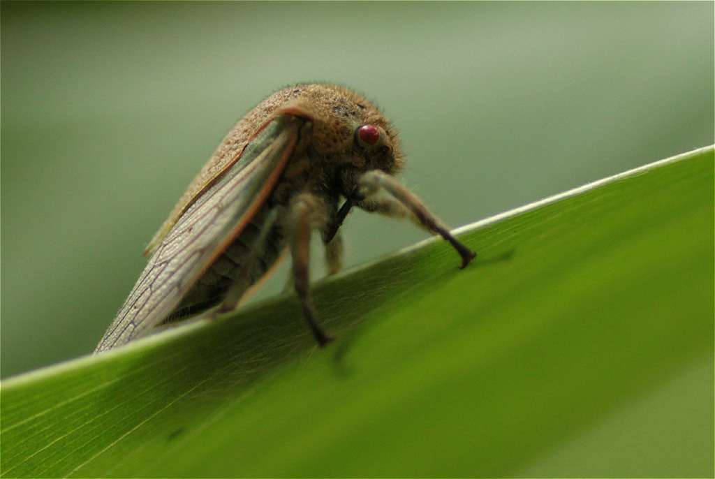Metcalfiella jaramillorum