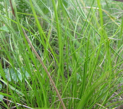 Carex humilis