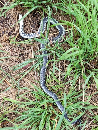 grass snake