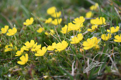 Potentilla brauniana