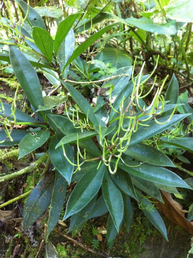 Peperomia calvifolia