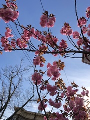 Prunus