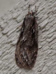 Semioscopis aurorella
