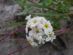 Tournefortia sibirica
