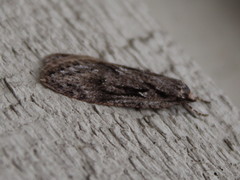 Semioscopis aurorella